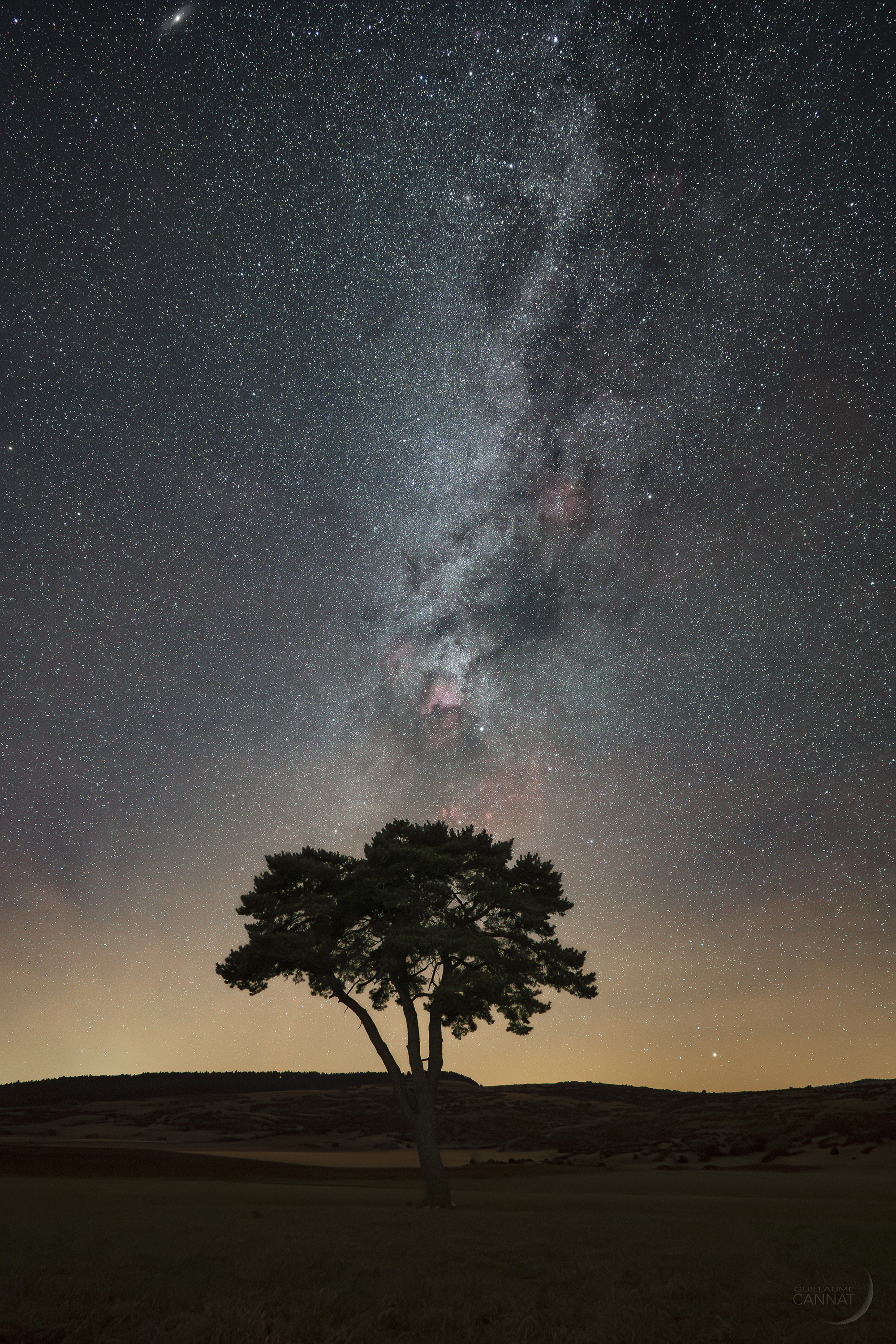 Arbre Anna